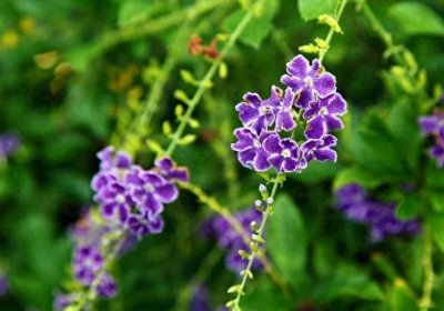 ​金露花开淡淡蓝，警戒花语假连翘