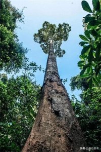 ​望天树：热带雨林中的巨人