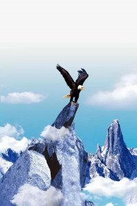 ​雄鹰展翅图片欣赏