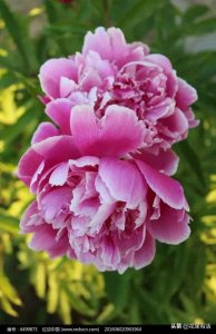 ​‌芍药的寓意象征美丽动人、依依不舍、深情厚意、思念和真诚。‌