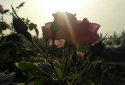 ​人生感悟经典句子，人生，波波折折，不论得失，要的是一种无悔