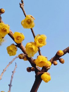 ​瘦西湖旅游攻略：风景不输西湖，不到60的门票超值！