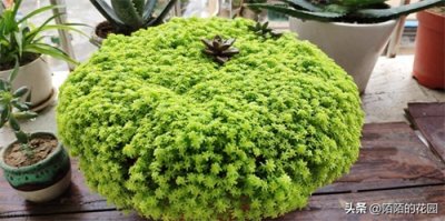 ​适合庭院栽种，这些花草名字好听又吉祥，寓意富贵长长久久