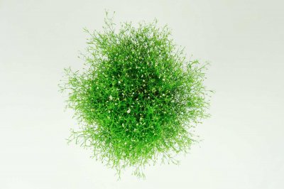 ​满天星干枯了如何补救，满天星修剪方法图解