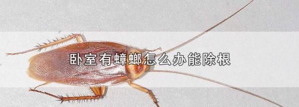 卧室有蟑螂怎么办,蟑螂跑到卧室怎么办图2