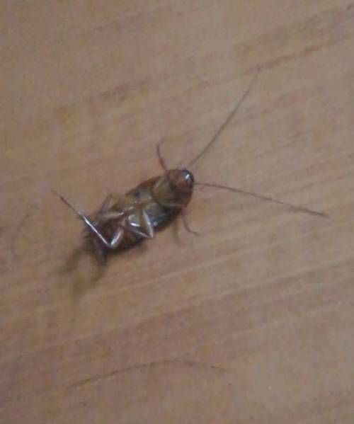 卧室有蟑螂怎么办能除根