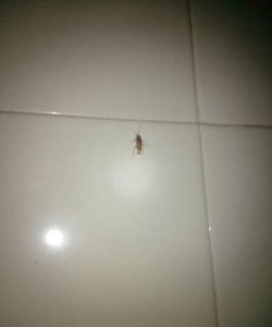 ​卧室有蟑螂怎么办,蟑螂跑到卧室怎么办