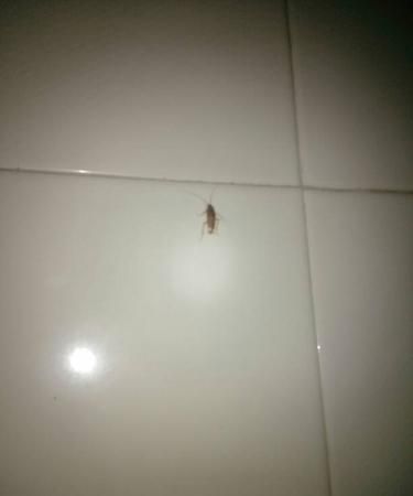 蟑螂跑到卧室怎么办