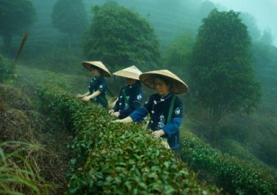 ​正宗黄山毛峰多少钱一斤(黄山毛峰多少钱一斤就算好的了)