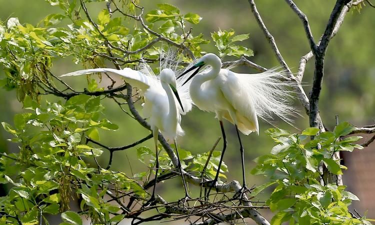 二全其美是什么生肖