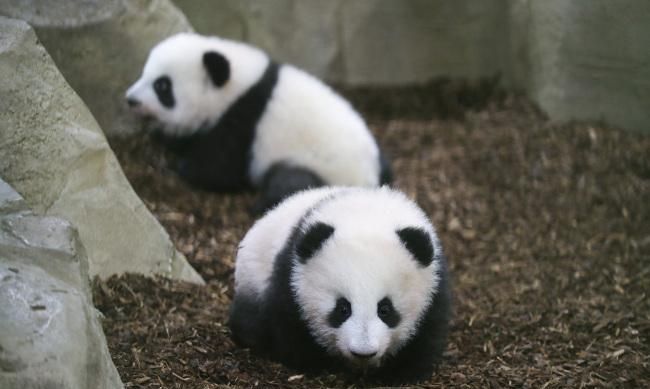 二全其美是什么生肖