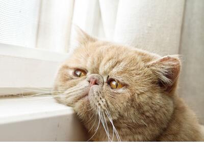 人物外貌描写的优美句子