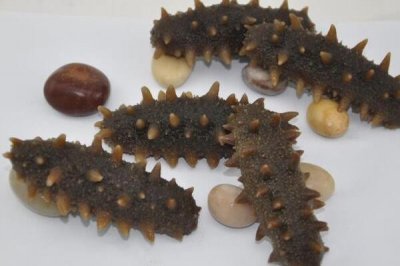 ​淡干海参是什么意思 煮熟后再烘干