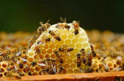 ​农村6个隐藏的新兴致富产业，有发展前景，一次能挣1000元