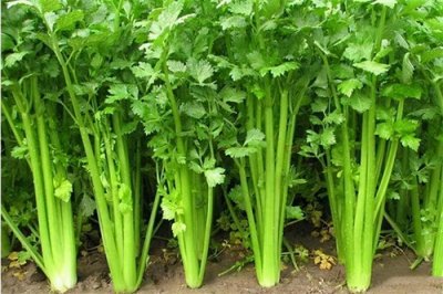 ​炒芹菜时，要不要先焯水？饭店大厨告诉你，这样才是正确做法