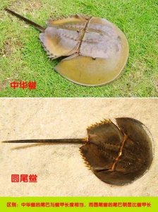 ​两种鲎，一个是保护动物，一个剧毒，赶快了解下